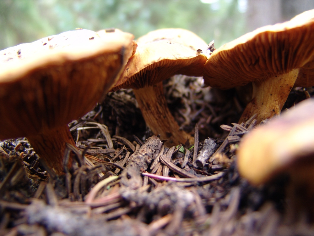 Brown mushrooms